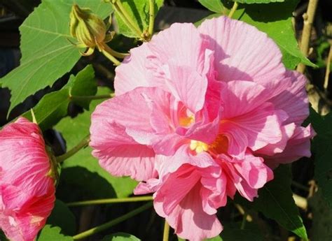 芙蓉養殖|芙蓉花的養殖方法和注意事項